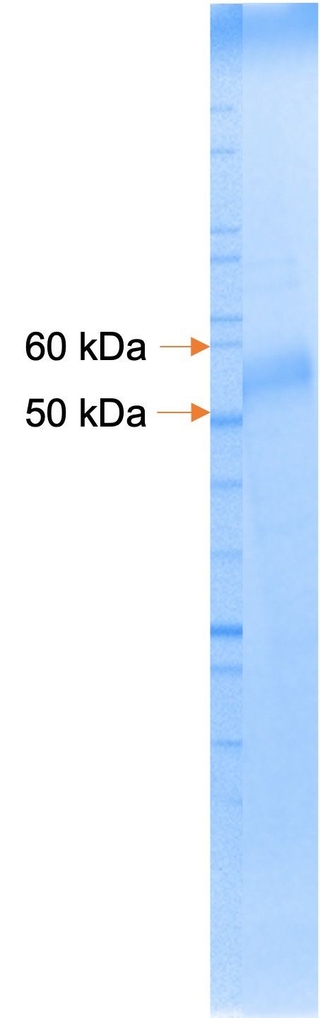 Recombinant Mouse Lymphotoxin beta Receptor/LTBR/TNFRSF3/TNFRrp (C-mFc)